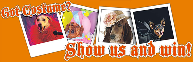 Pet Costume Contest Rules Daily Herald Halloween Pet Contest